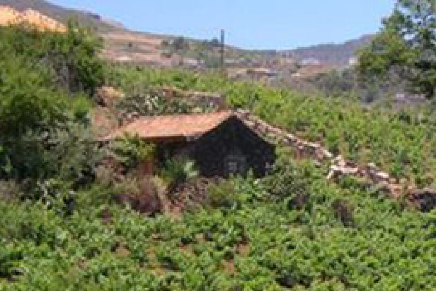 Gran Canaria estudia un innovador sistema para convertir el agua que generan los hogares en apta para uso agrícola