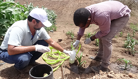 El ITC participa en un proyecto piloto que busca reducir la huella hídrica de la agricultura en Cabo Verde