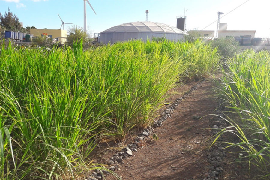 Continúa la experimentación en la parcela demostrativa de reutilización de aguas regeneradas en el Sureste de Gran Canaria
