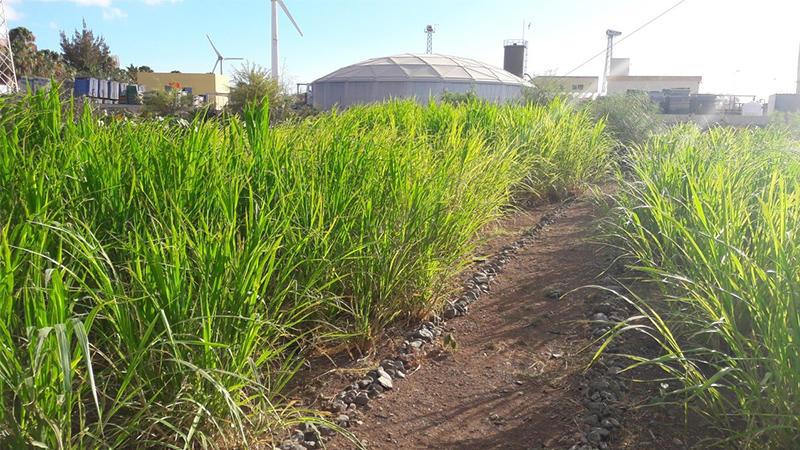 Continúa la experimentación en la parcela demostrativa de reutilización de aguas regeneradas en el Sureste de Gran Canaria